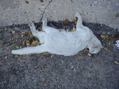 Δηλητηρίασαν γάτες στη Χίο